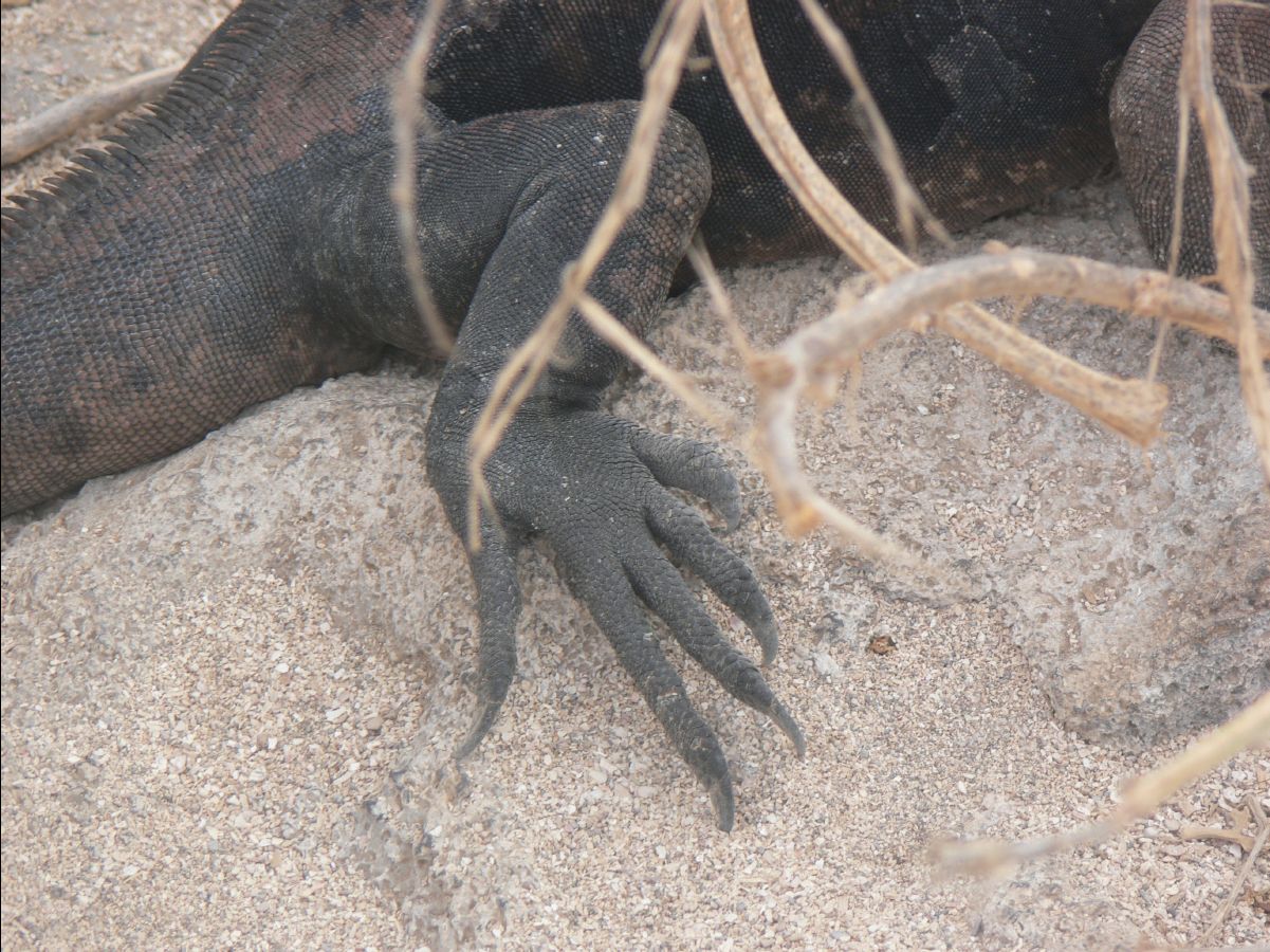 Marine Iguana107